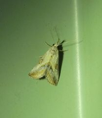 Rhynchina inornata