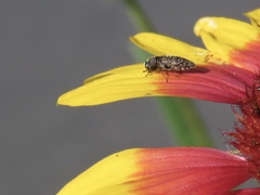 Acmaeodera neglecta neoneglecta