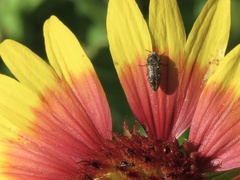 Acmaeodera neglecta neoneglecta