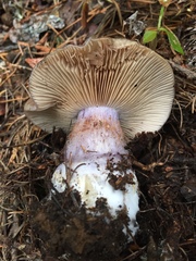 Cortinarius subolivascens