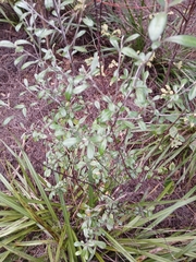 Corokia × virgata