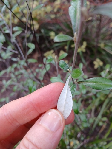 Corokia × virgata, photograph 2