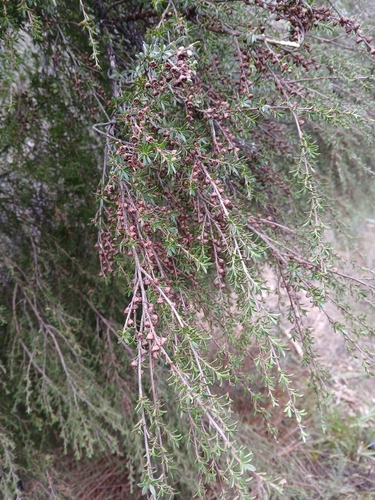 Kunzea amathicola