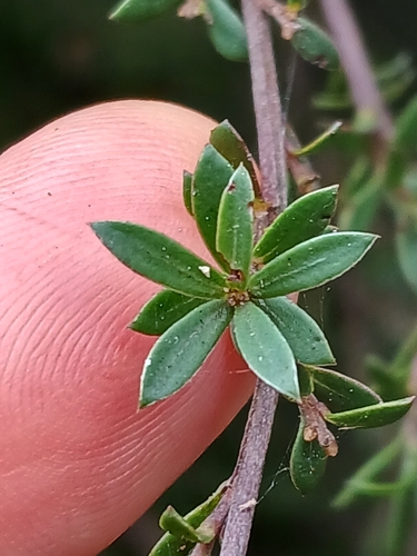 Kunzea amathicola, photograph 2