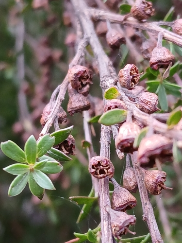Kunzea amathicola, photograph 3