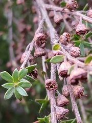 Kunzea amathicola, photograph (c) naturewatchwidow, some rights reserved (CC BY)