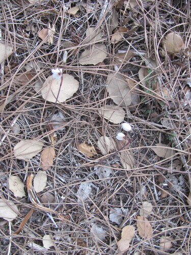 Autumn snowflake (Acis autumnalis)