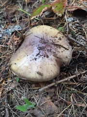 Cortinarius subolivascens