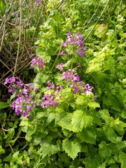 Lunaria annua