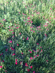 Phlox drummondii drummondii