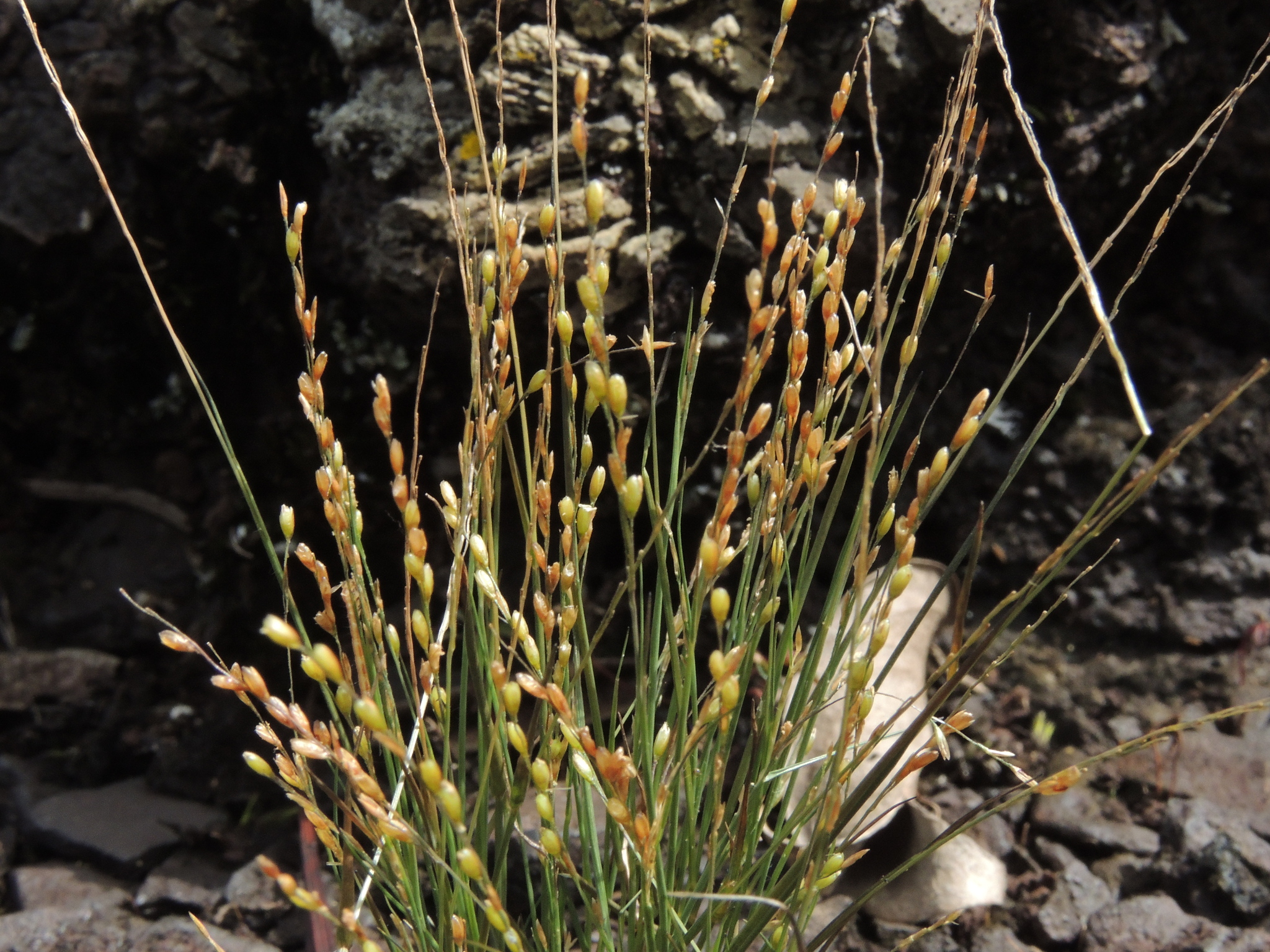 Sporobolus multiramosus