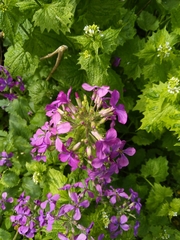 Lunaria annua