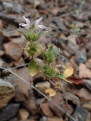 Acanthomintha lanceolata