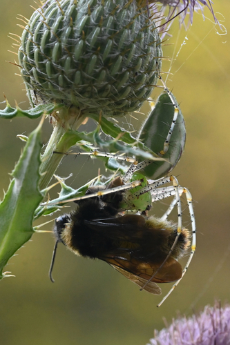 Green Lynx Spider
