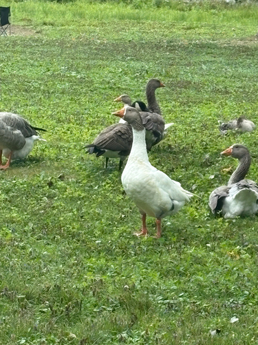 iNaturalist image
