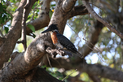 iNaturalist image