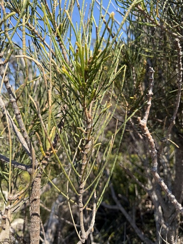 Casuarina glauca