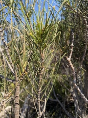 Casuarina glauca, photograph (c) James H, some rights reserved (CC BY)