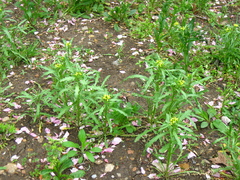 Erysimum repandum