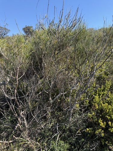 Casuarina glauca, photograph 2