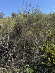 Casuarina glauca, photograph (c) James H, some rights reserved (CC BY)