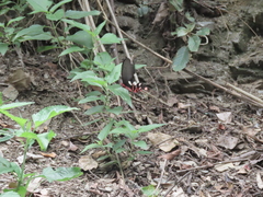 Byasa polyeuctes termessus