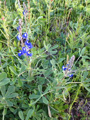 Lupinus subcarnosus