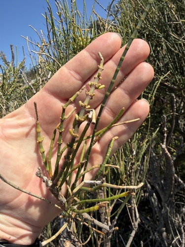 Casuarina glauca, photograph 4