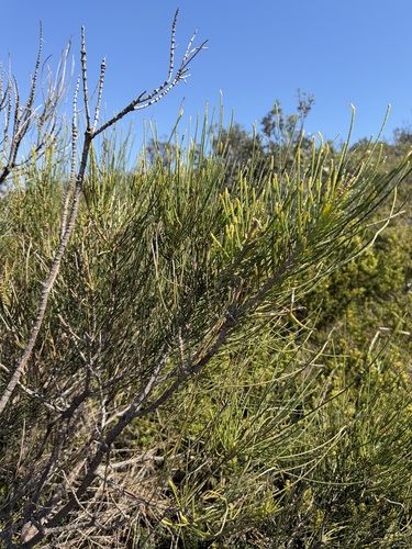 Casuarina glauca, photograph 5