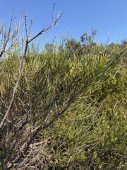 Casuarina glauca, photograph (c) James H, some rights reserved (CC BY)