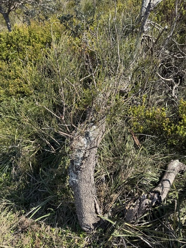 Casuarina glauca, photograph 6