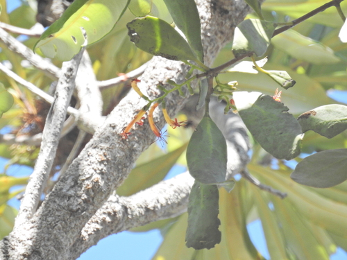 Dendrophthoe glabrescens, photograph 6
