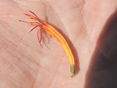 Dendrophthoe glabrescens