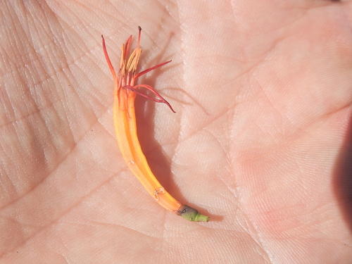 Dendrophthoe glabrescens, photograph 1