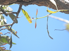 Dendrophthoe glabrescens, photograph (c) Scott W. Gavins, some rights reserved (CC BY)