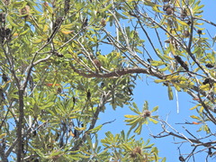 Dendrophthoe glabrescens, photograph (c) Scott W. Gavins, some rights reserved (CC BY)