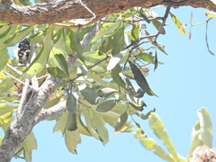 Dendrophthoe glabrescens, photograph (c) Scott W. Gavins, some rights reserved (CC BY)
