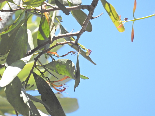 Dendrophthoe glabrescens, photograph 5