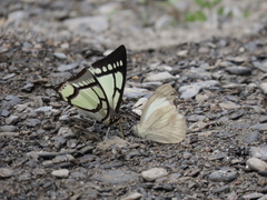 Polyura narcaea meghaduta