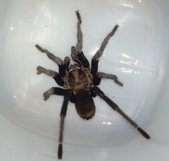 Aphonopelma anax