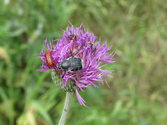 Trichiotinus texanus