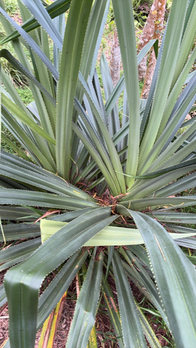 Pandanus tectorius observed 2026-09-04