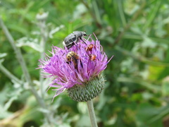 Trichiotinus texanus