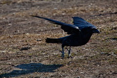 Corvus corax