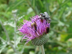 Trichiotinus texanus