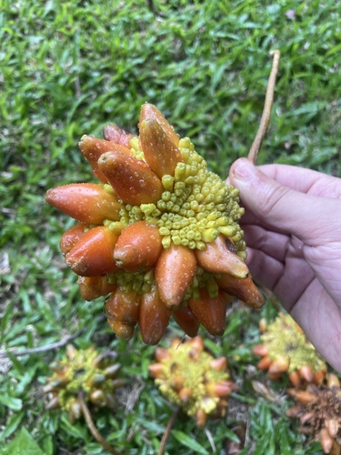 Prainea limpato