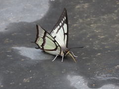 Polyura narcaea meghaduta