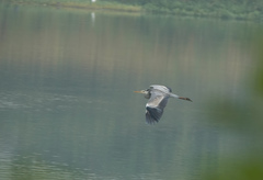 Ardea cinerea