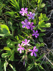Phlox cuspidata