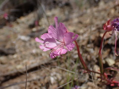 Clarkia breweri